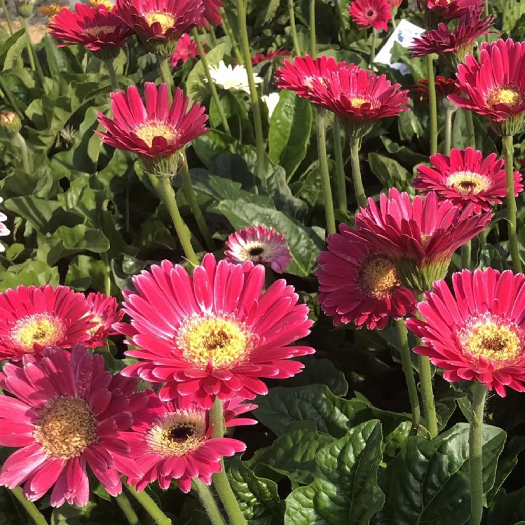 Gerbera Garvinea Sweet Sweet Spice