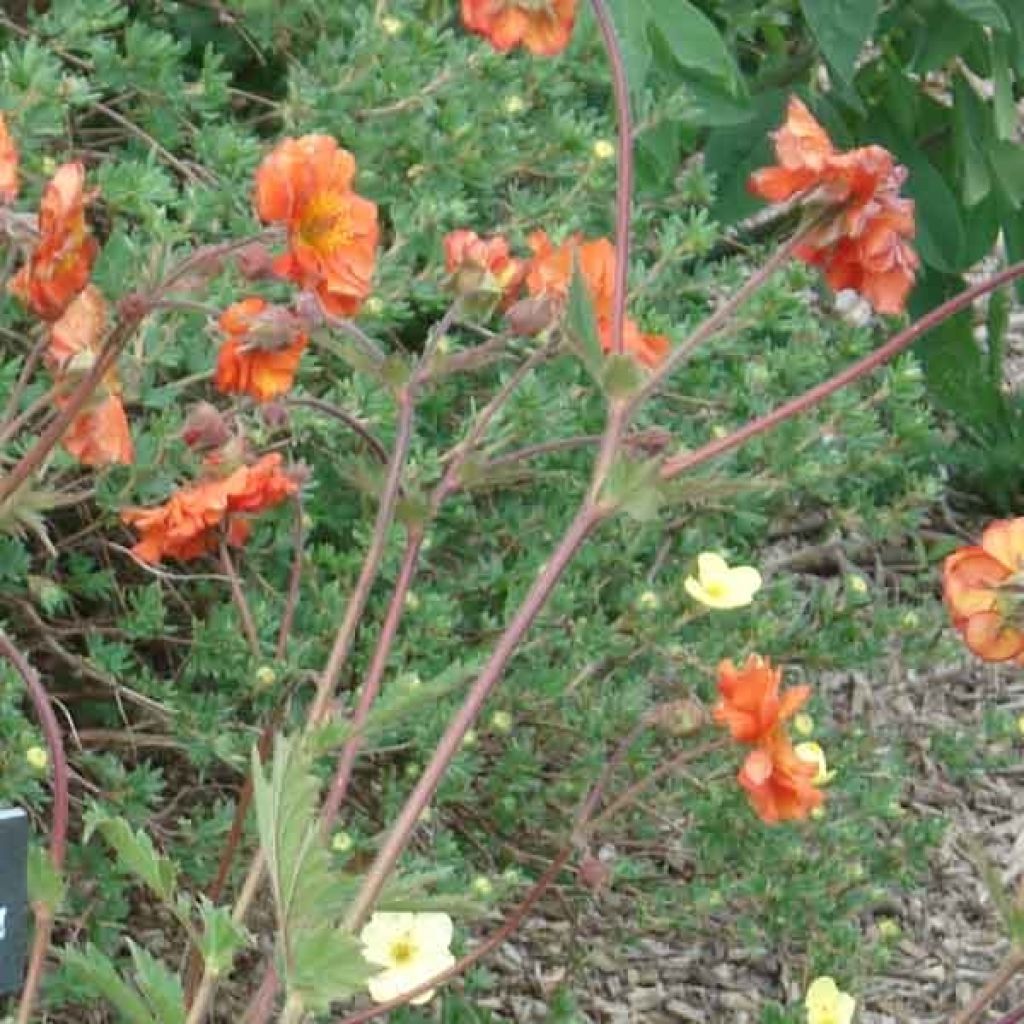 Geum coccineum Borisii