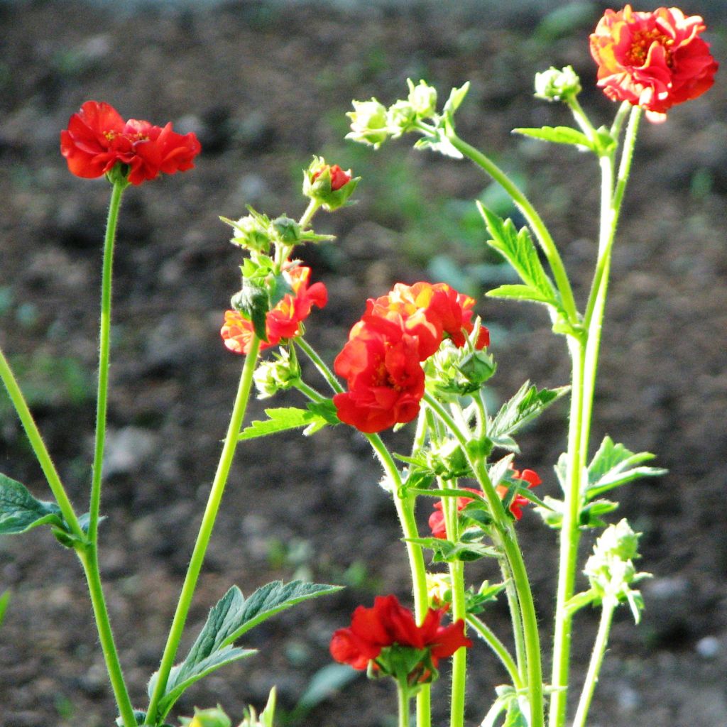 Benoîte, Geum Feuerball