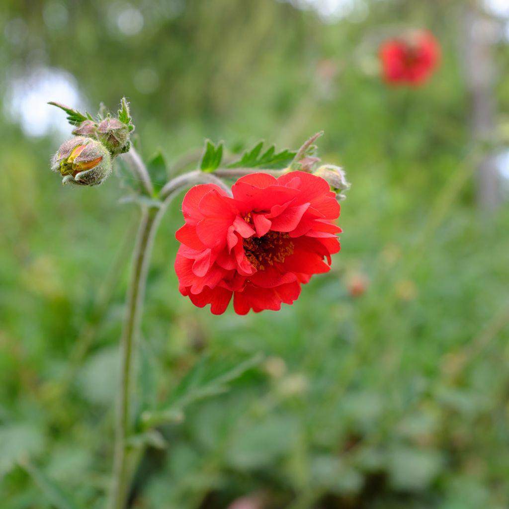 Geum chiloense Fireball