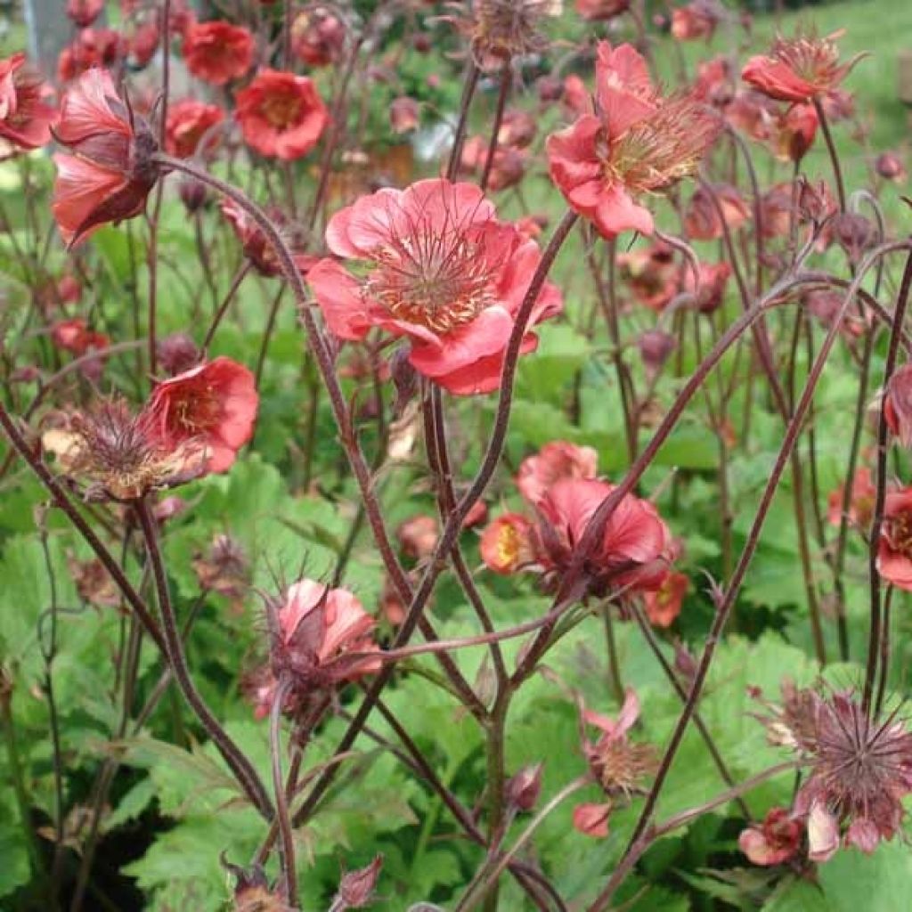 Benoîte - Geum Flames of Passion