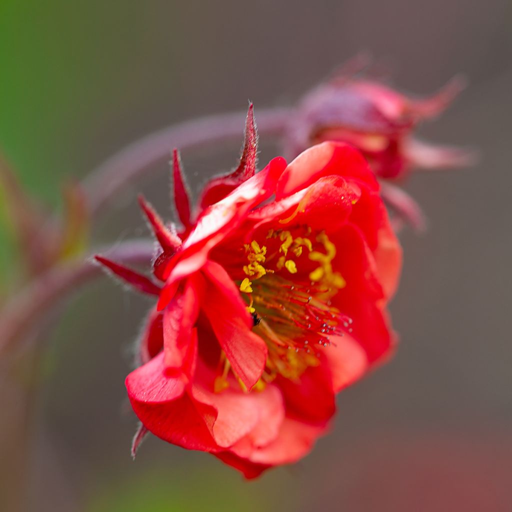 Geum Flames of Passion