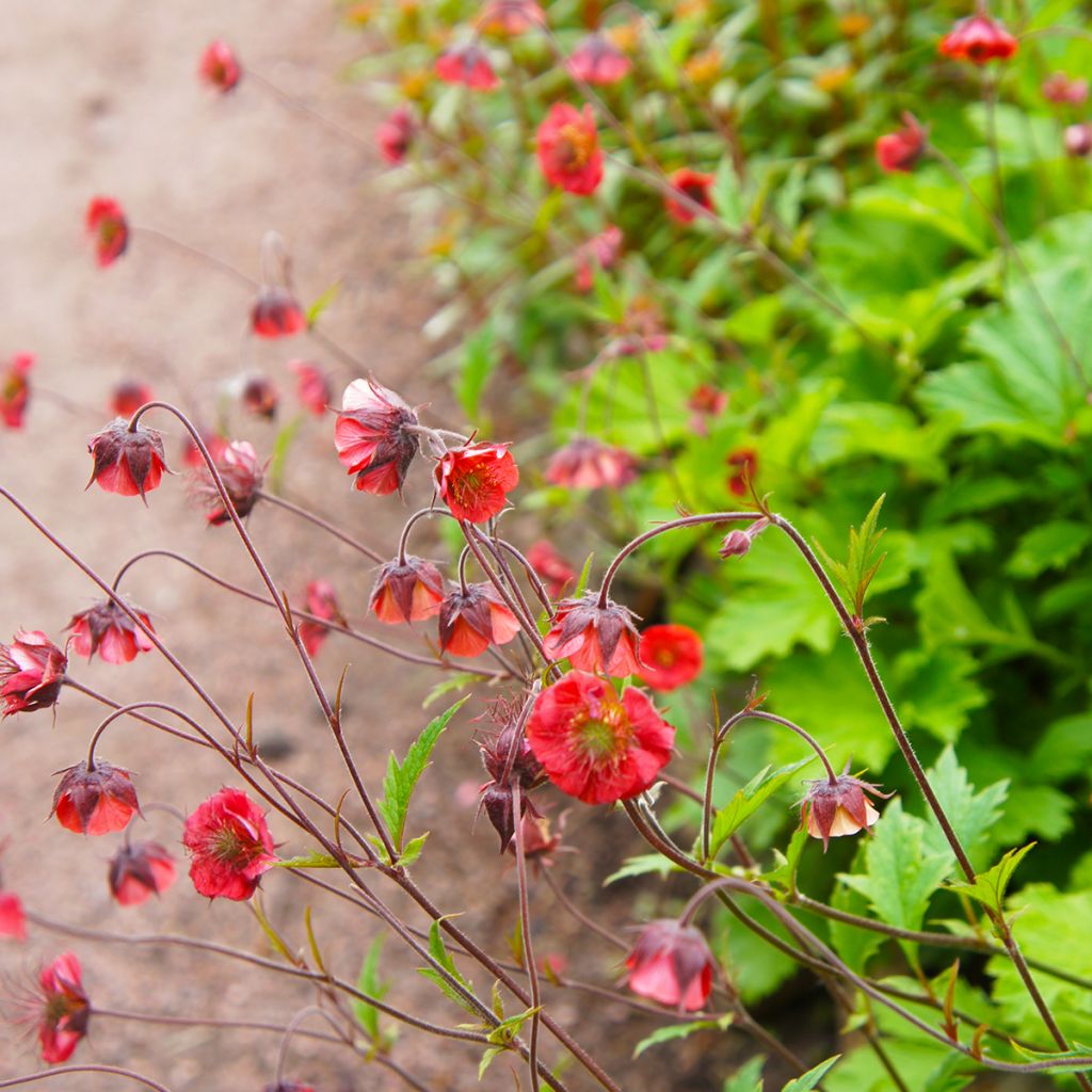 Geum Flames of Passion