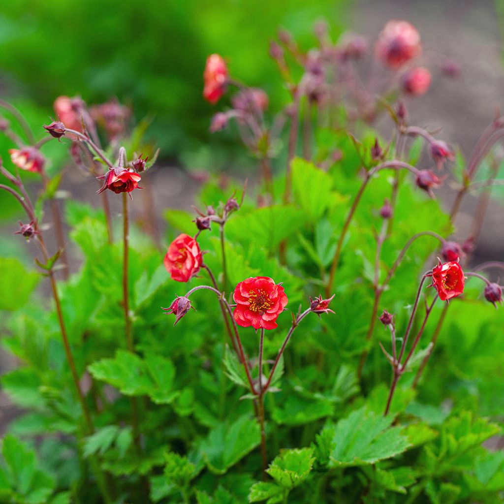 Geum Flames of Passion