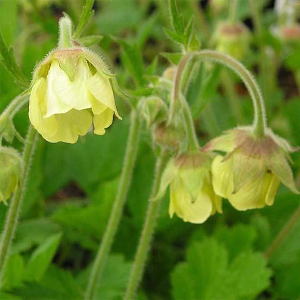 Geum Lemon Drops - Benoîte à fleurs jaune citron pâle teinté de vert