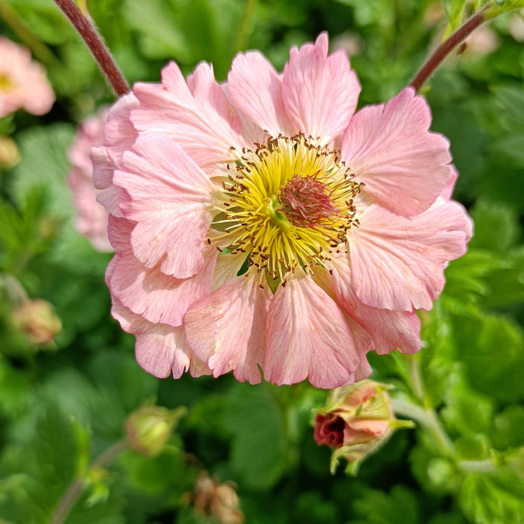 Geum Mai Tai - Benoîte saumon abricot 