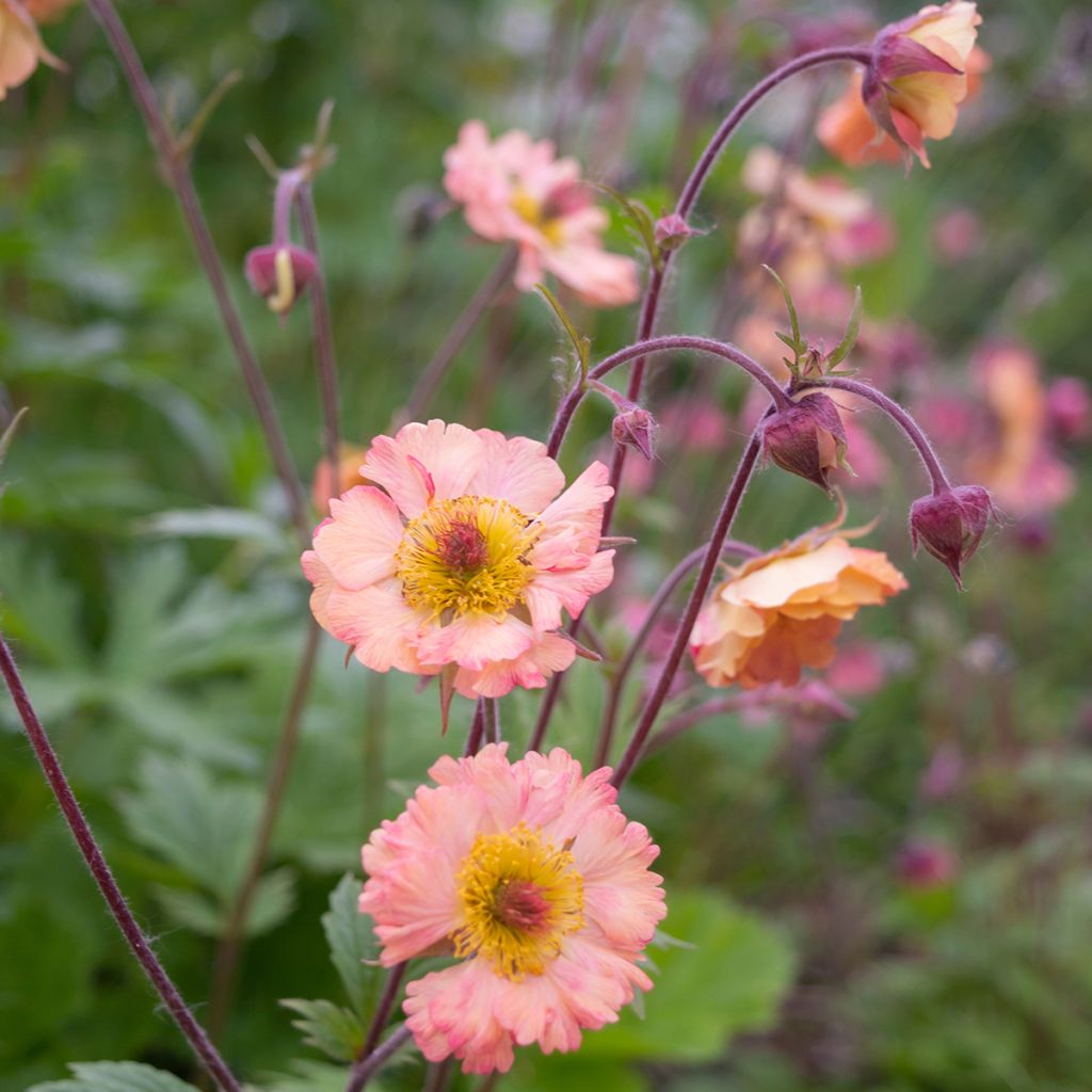 Geum rivale Mai tai