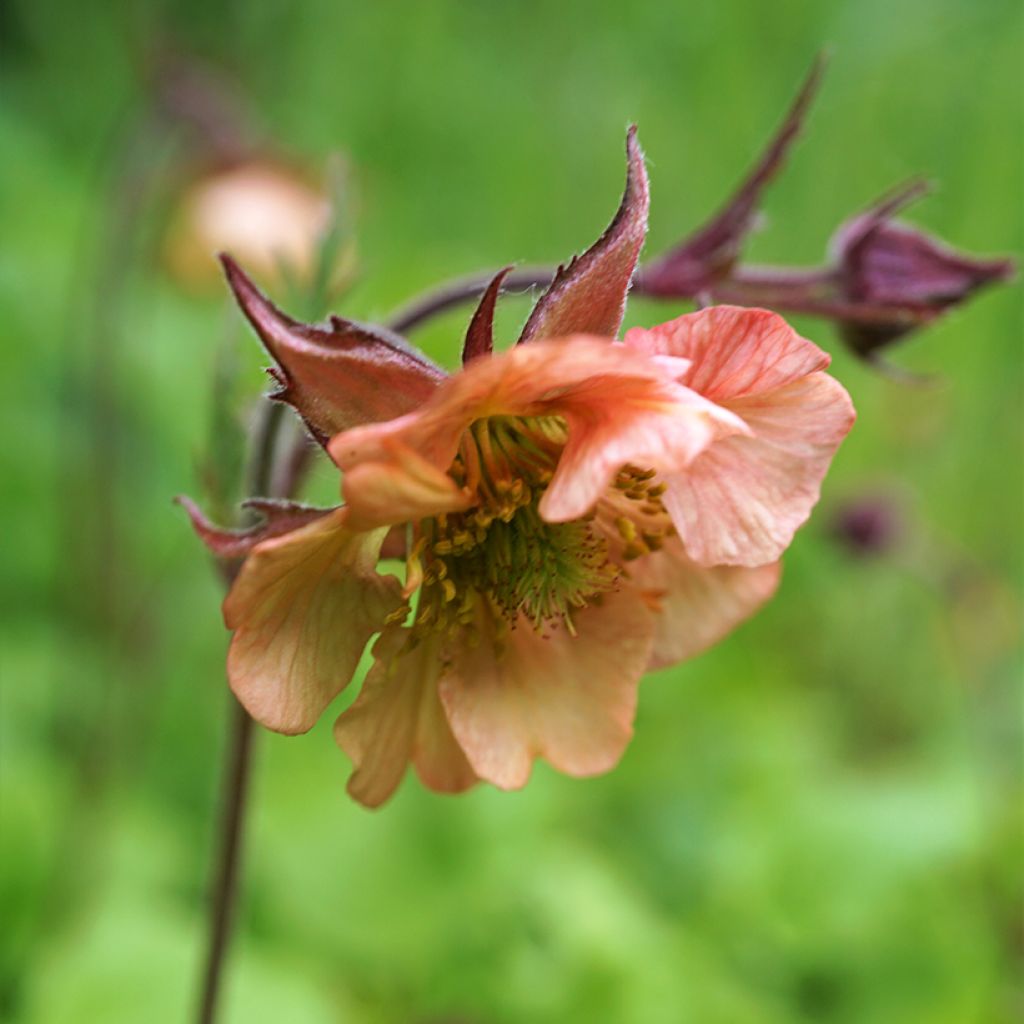 Geum rivale Mai tai