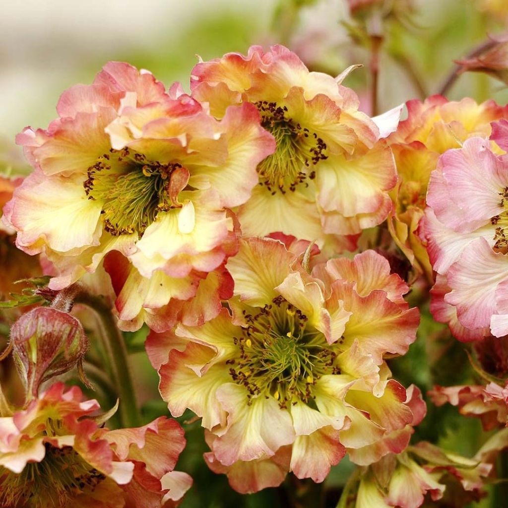 Geum Pretticoats Peach - Benoîte