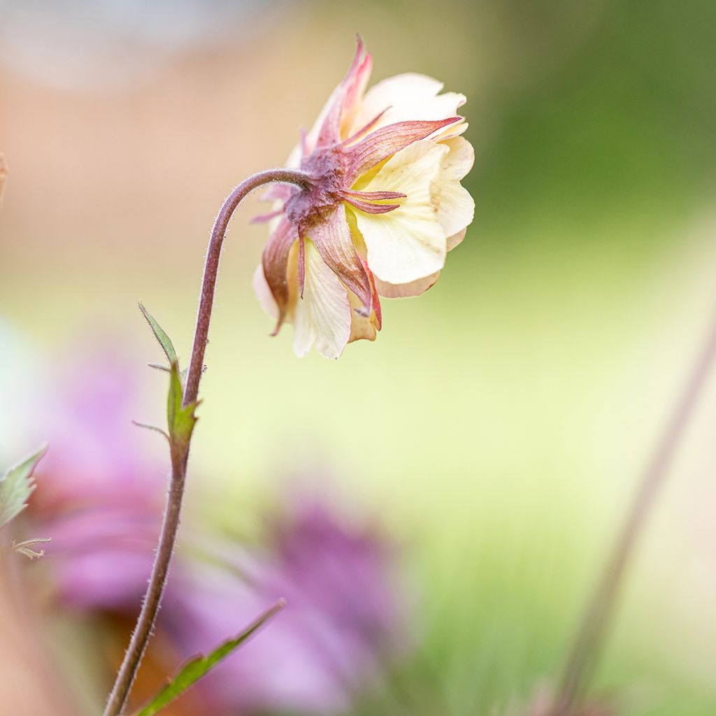 Geum Pretticoats Peach