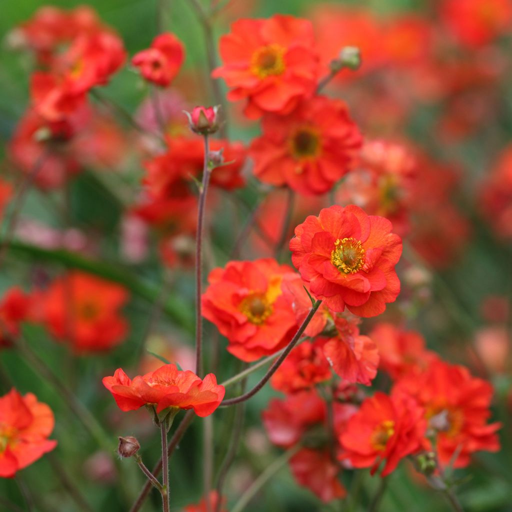 Geum Scarlet Tempest