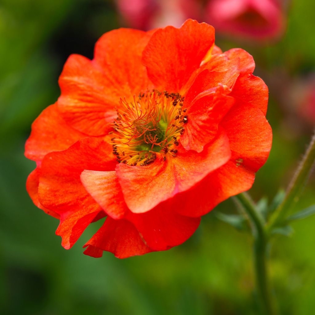 Geum Scarlet Tempest