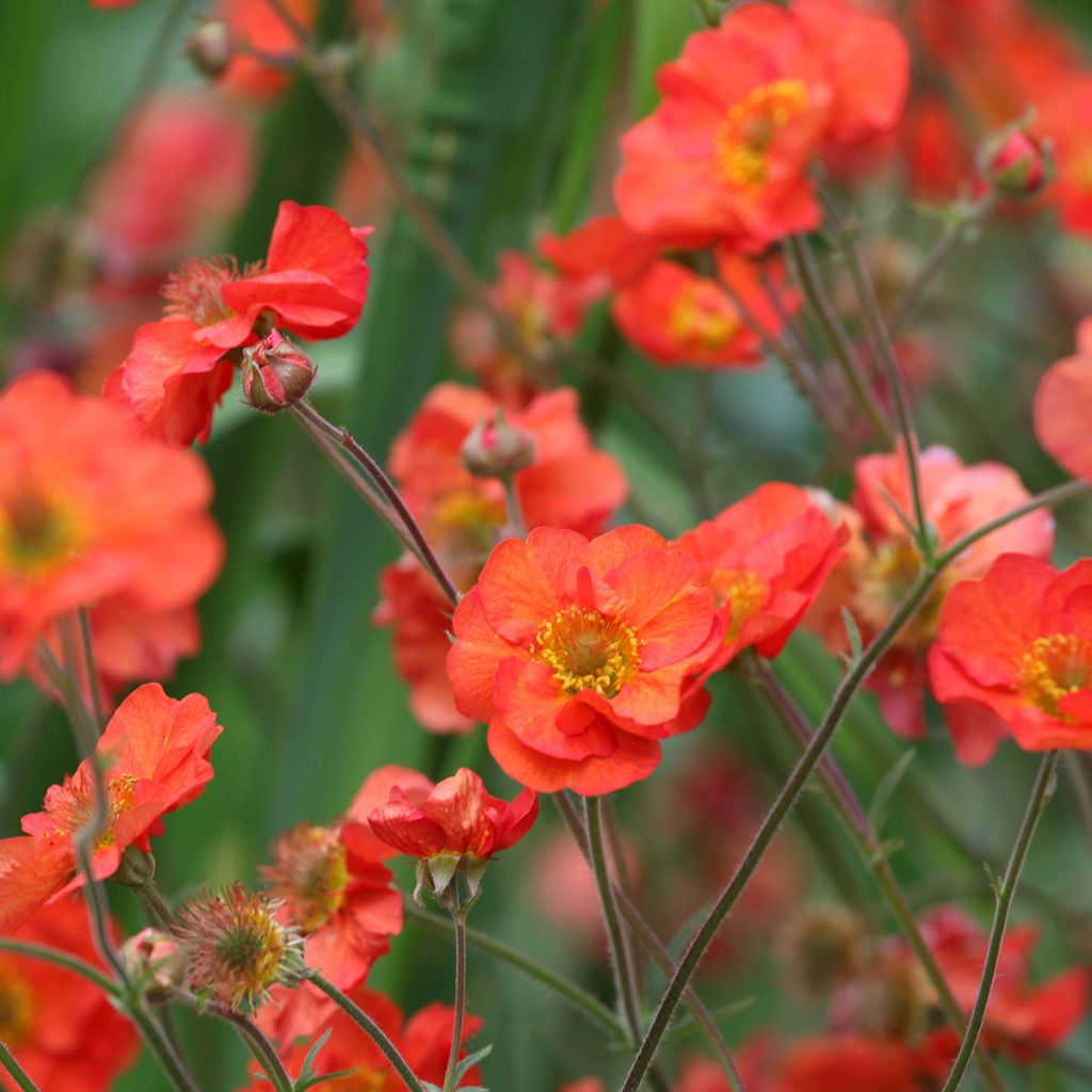 Geum Scarlet Tempest