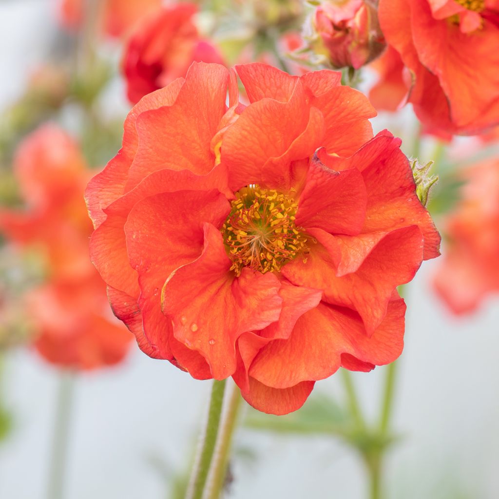 Geum Scarlet Tempest