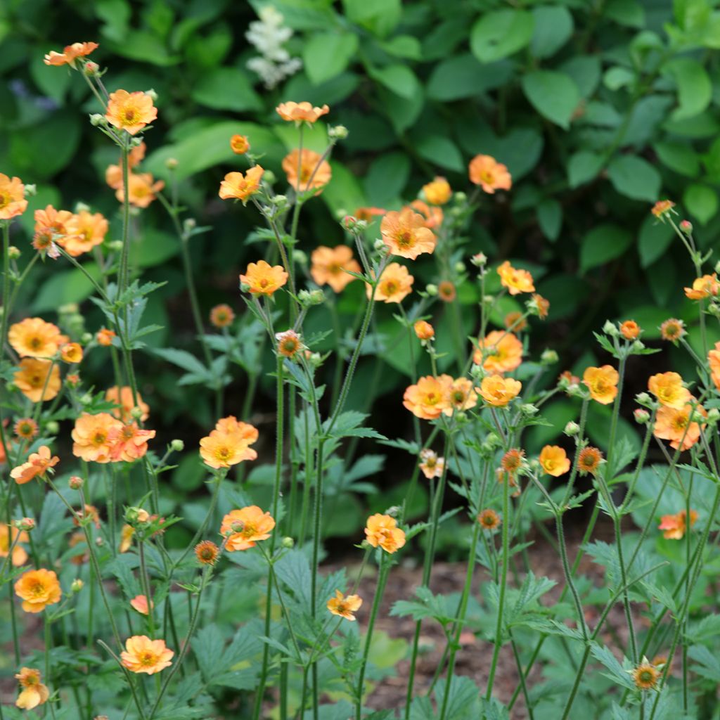 Geum Totally Tangerine