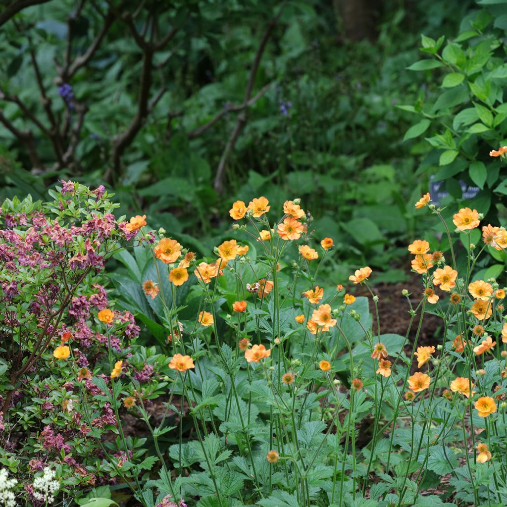 Geum Totally Tangerine