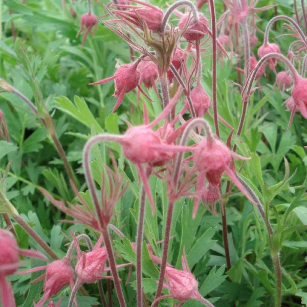 Benoîte - Geum triflorum