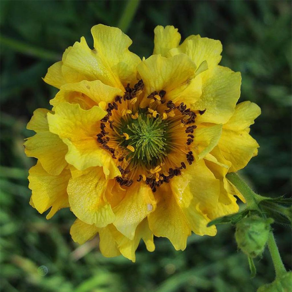 Geum chiloense Lady Stratheden - Benoîte jaune.