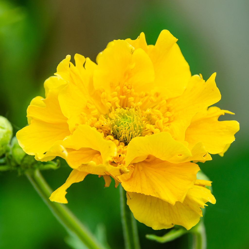 Geum chiloense Lady Stratheden