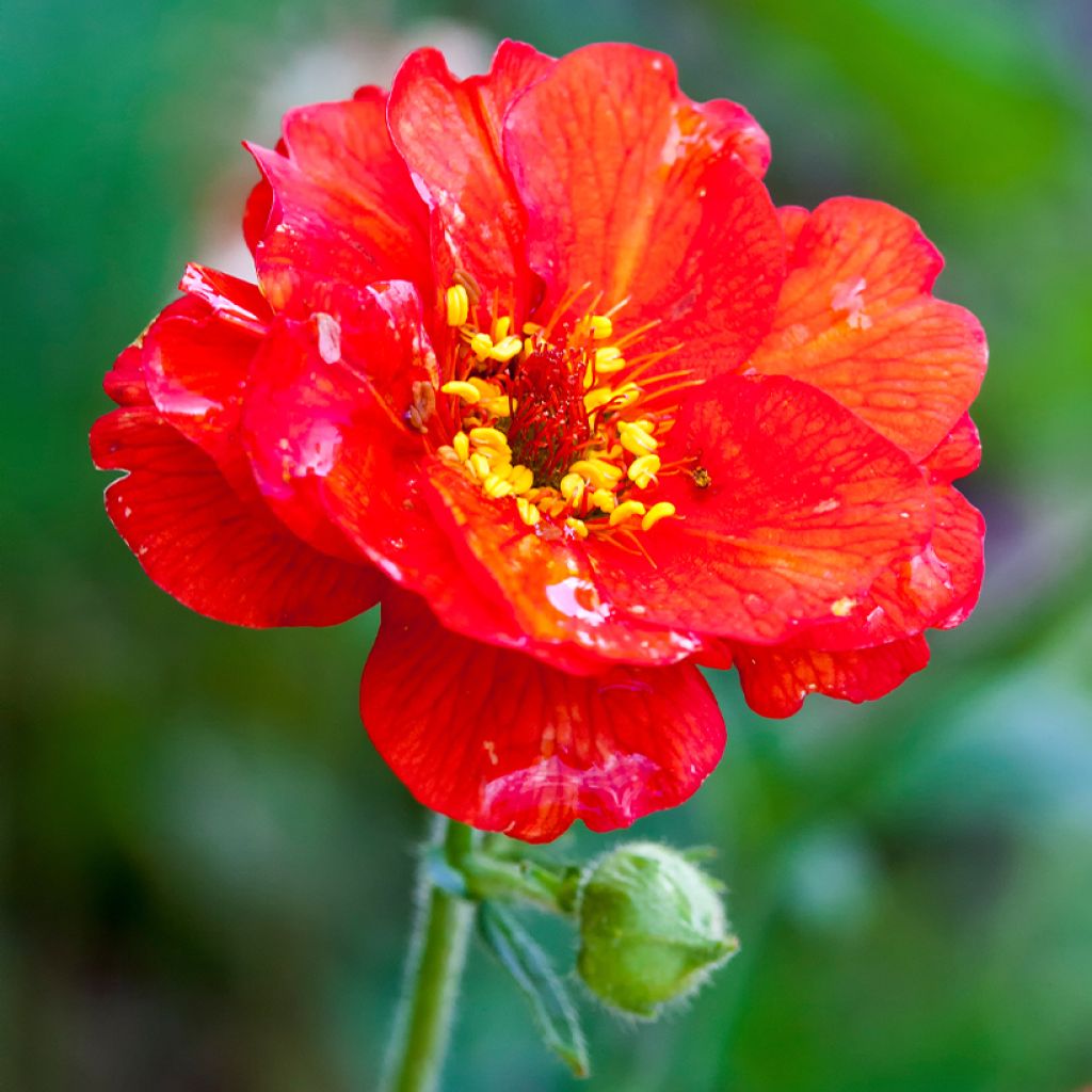 Geum chiloense Mrs Bradshaw