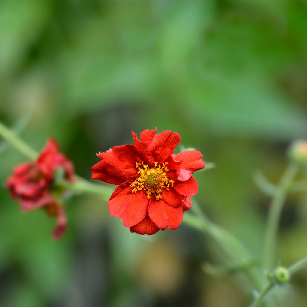 Geum chiloense Mrs Bradshaw