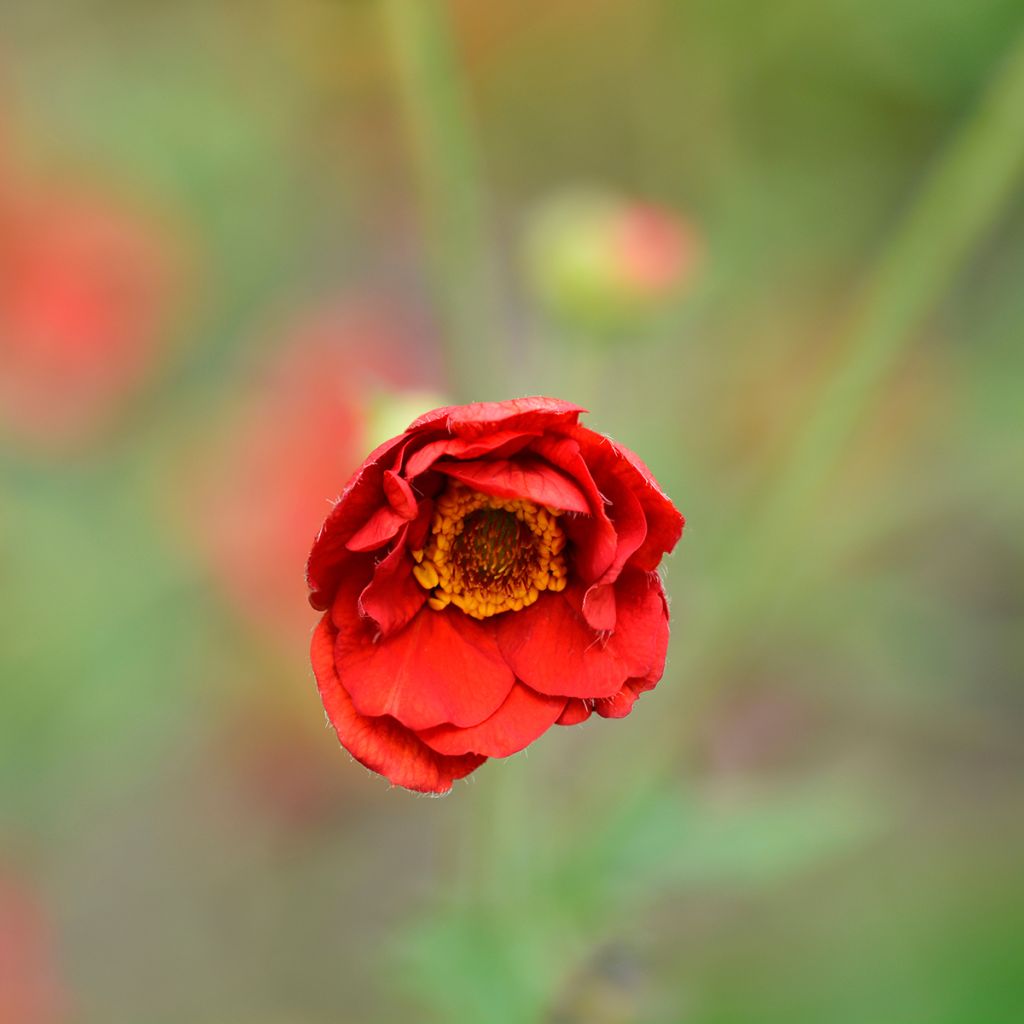 Geum chiloense Mrs Bradshaw