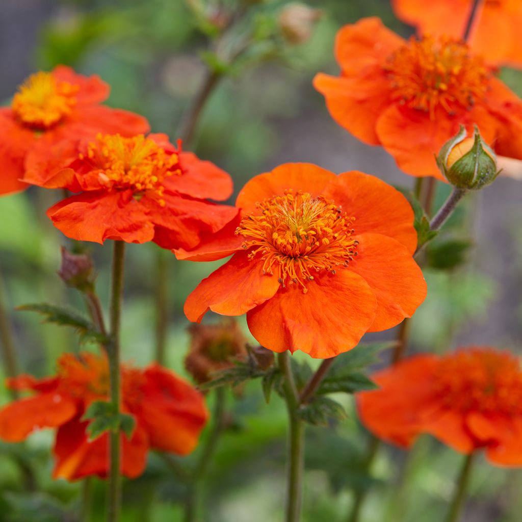 Geum coccineum Feuermeer