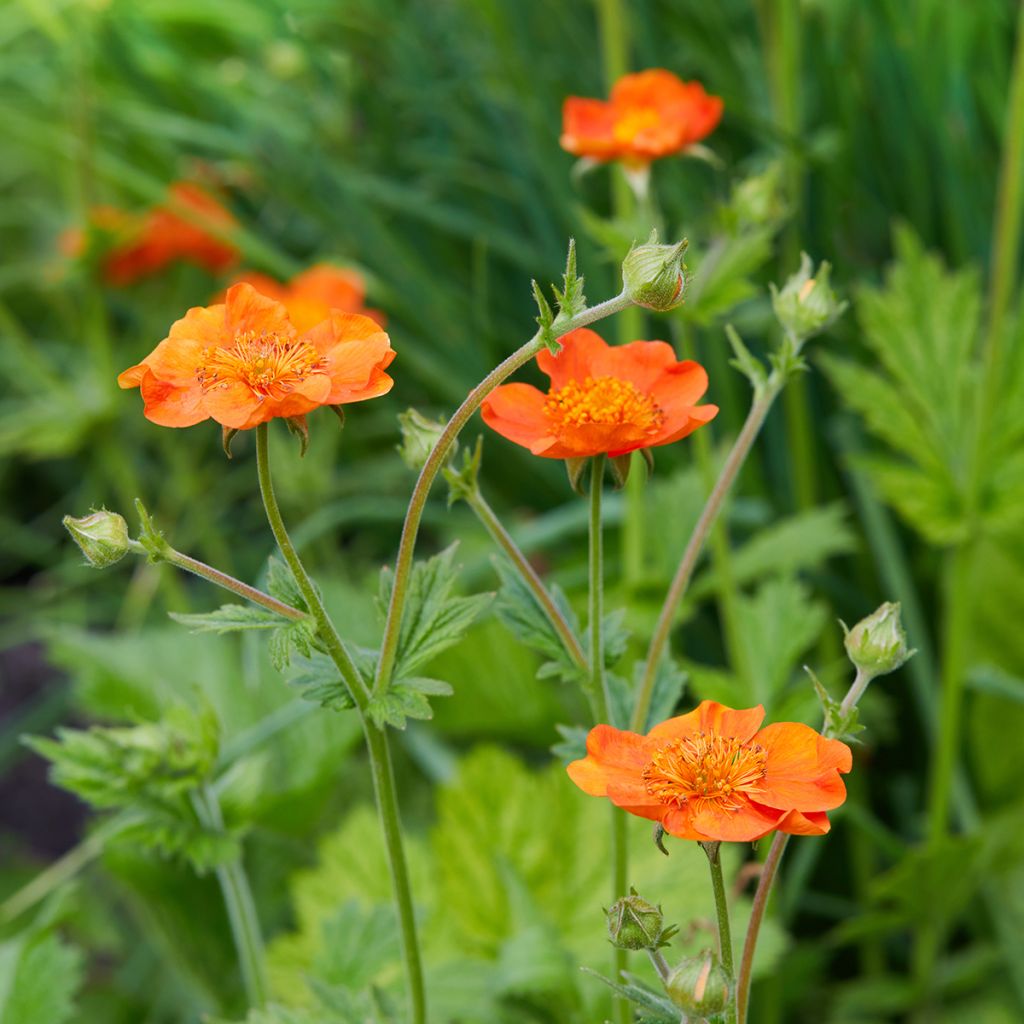 Geum coccineum Feuermeer