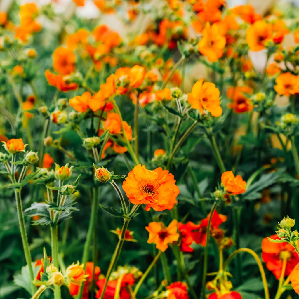 Geum coccineum Feuermeer