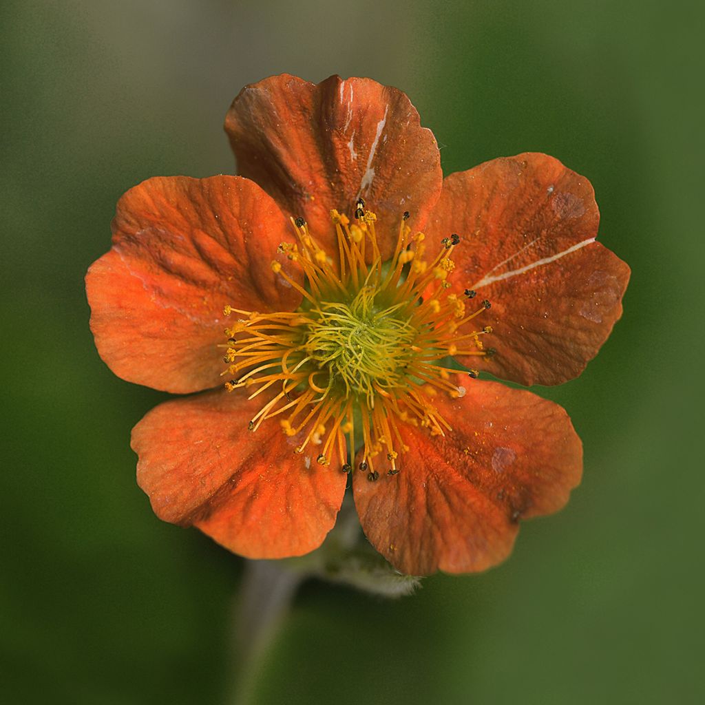 Geum coccineum Feuermeer