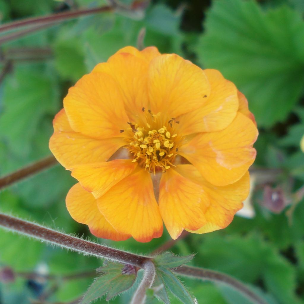 Geum coccineum Karlskaer - Benoîte jaune orangé