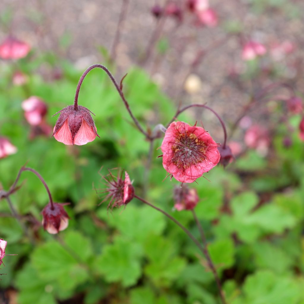 Geum rivale Leonards Variety