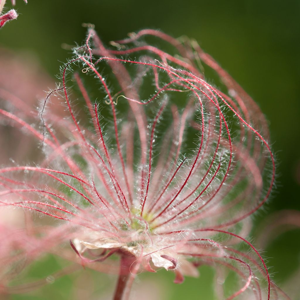 Geum triflorum