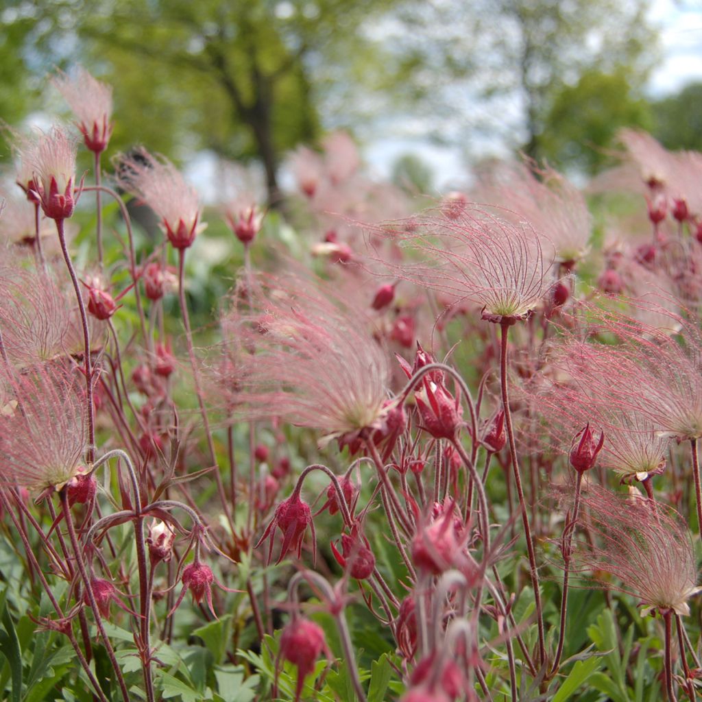 Geum triflorum