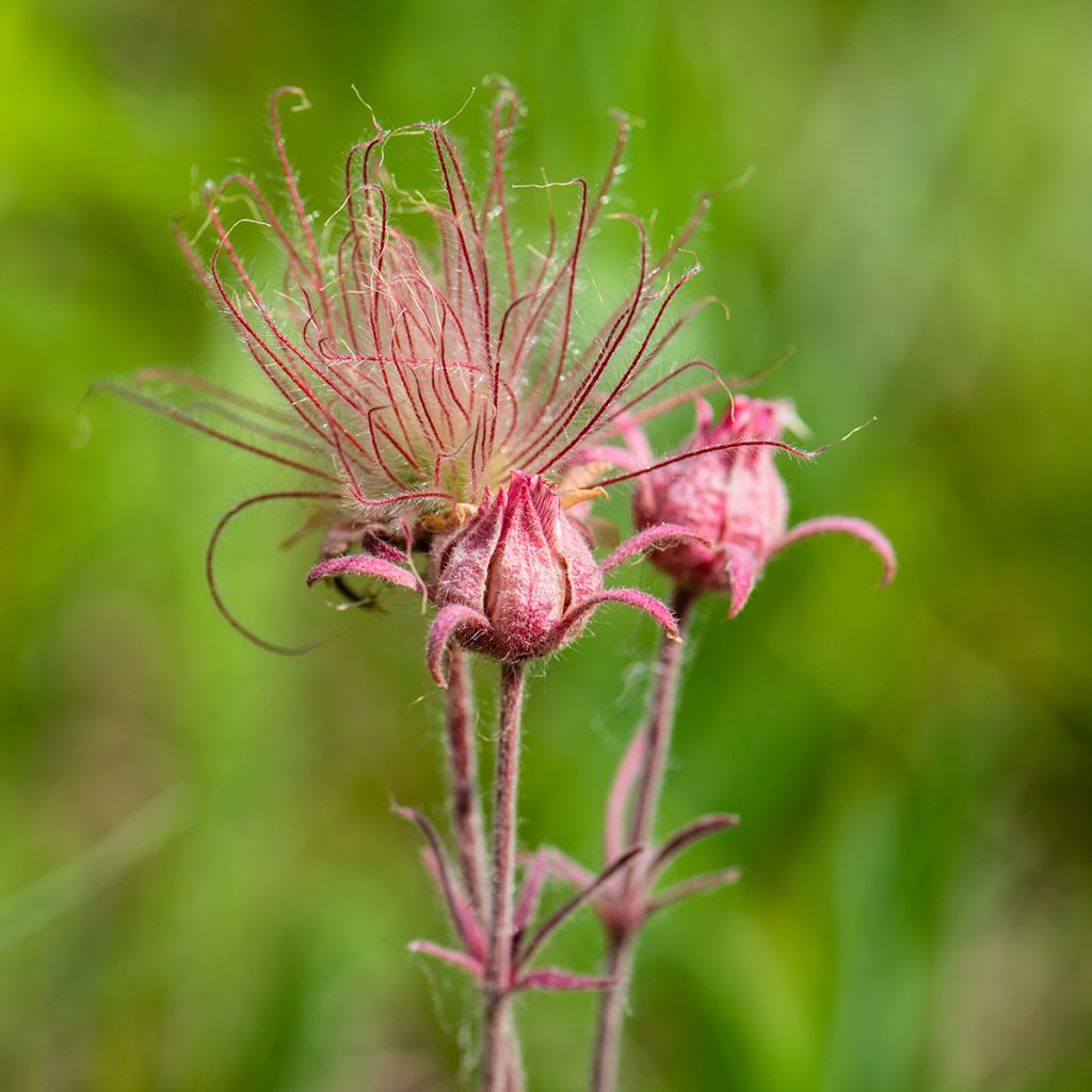 Geum triflorum