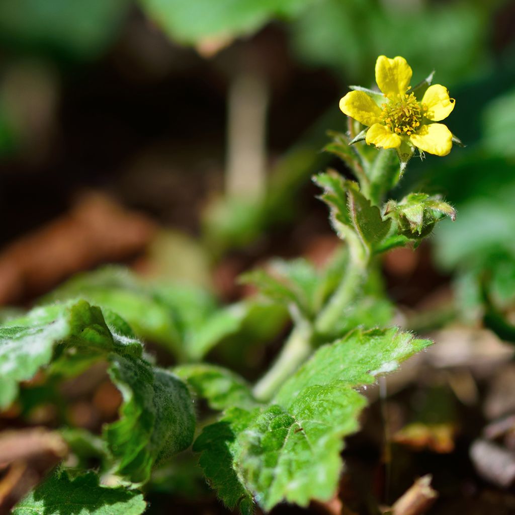 Geum urbanum