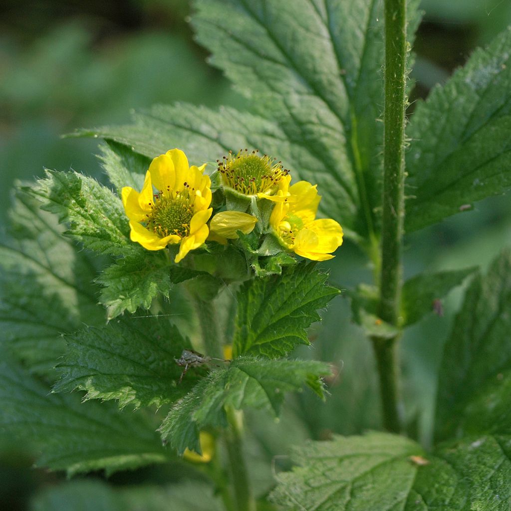 Geum urbanum