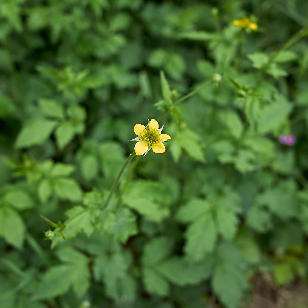 Geum urbanum