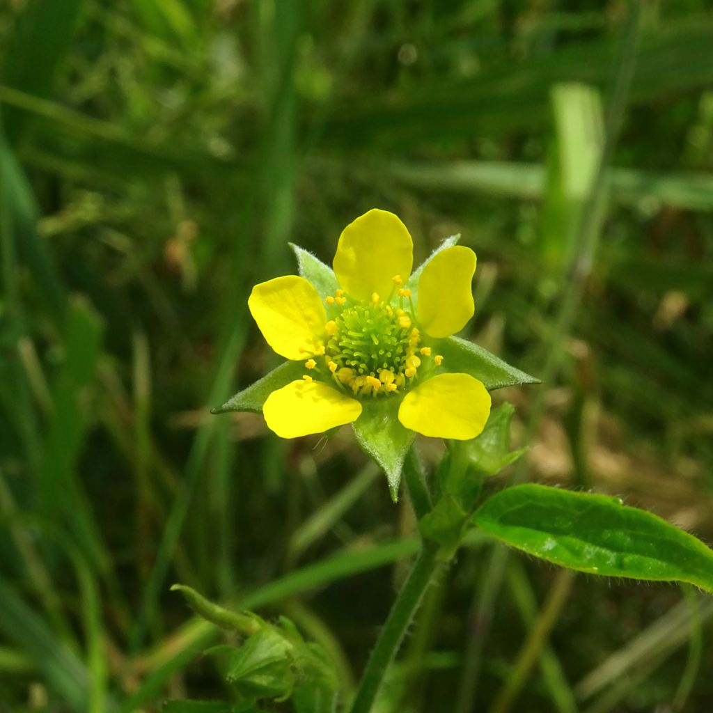 Geum urbanum