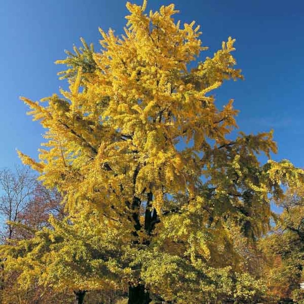 Ginkgo biloba - Maidenhair Tree