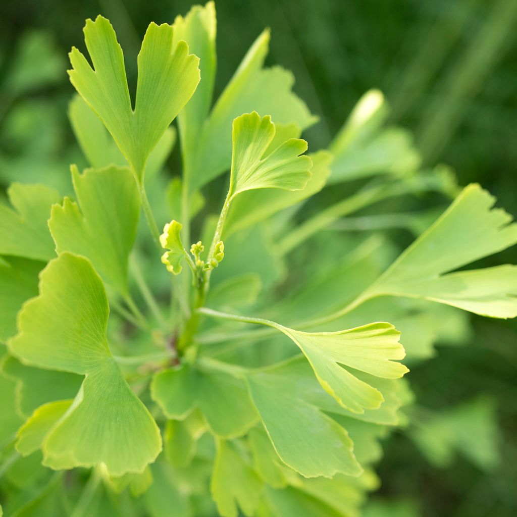 Ginkgo biloba Baldii - Maidenhair tree