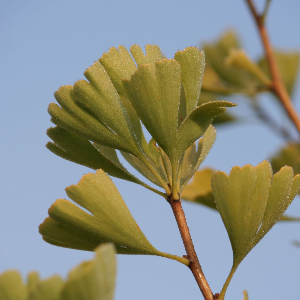 Ginkgo biloba fastigiata Blagon