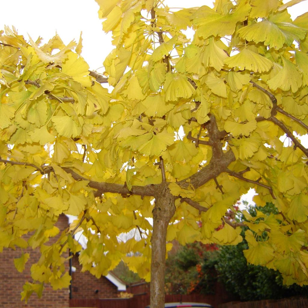 Ginkgo biloba Horizontalis