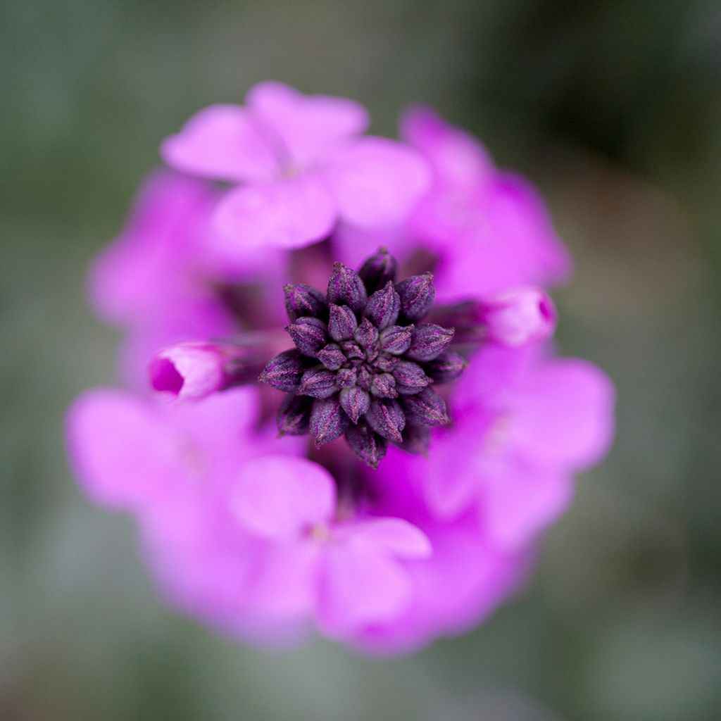 Erysimum linifolium Bowless Mauve - Wallflower