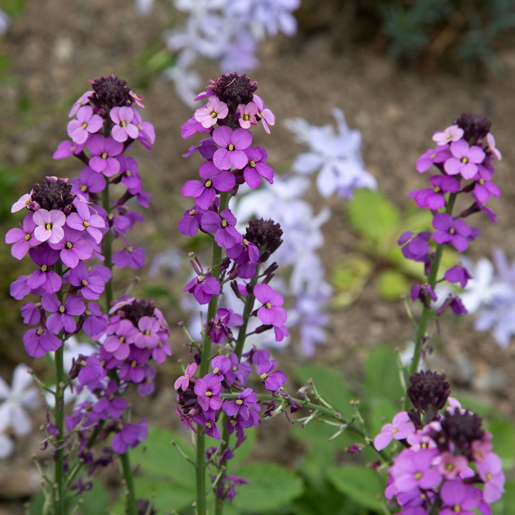 Erysimum linifolium Bowless Mauve - Wallflower