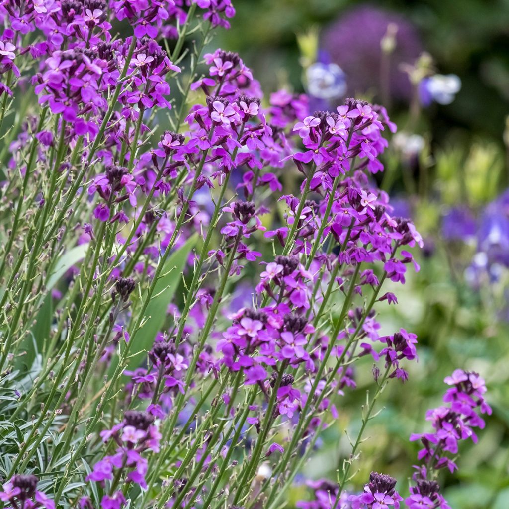 Erysimum linifolium Bowless Mauve - Wallflower