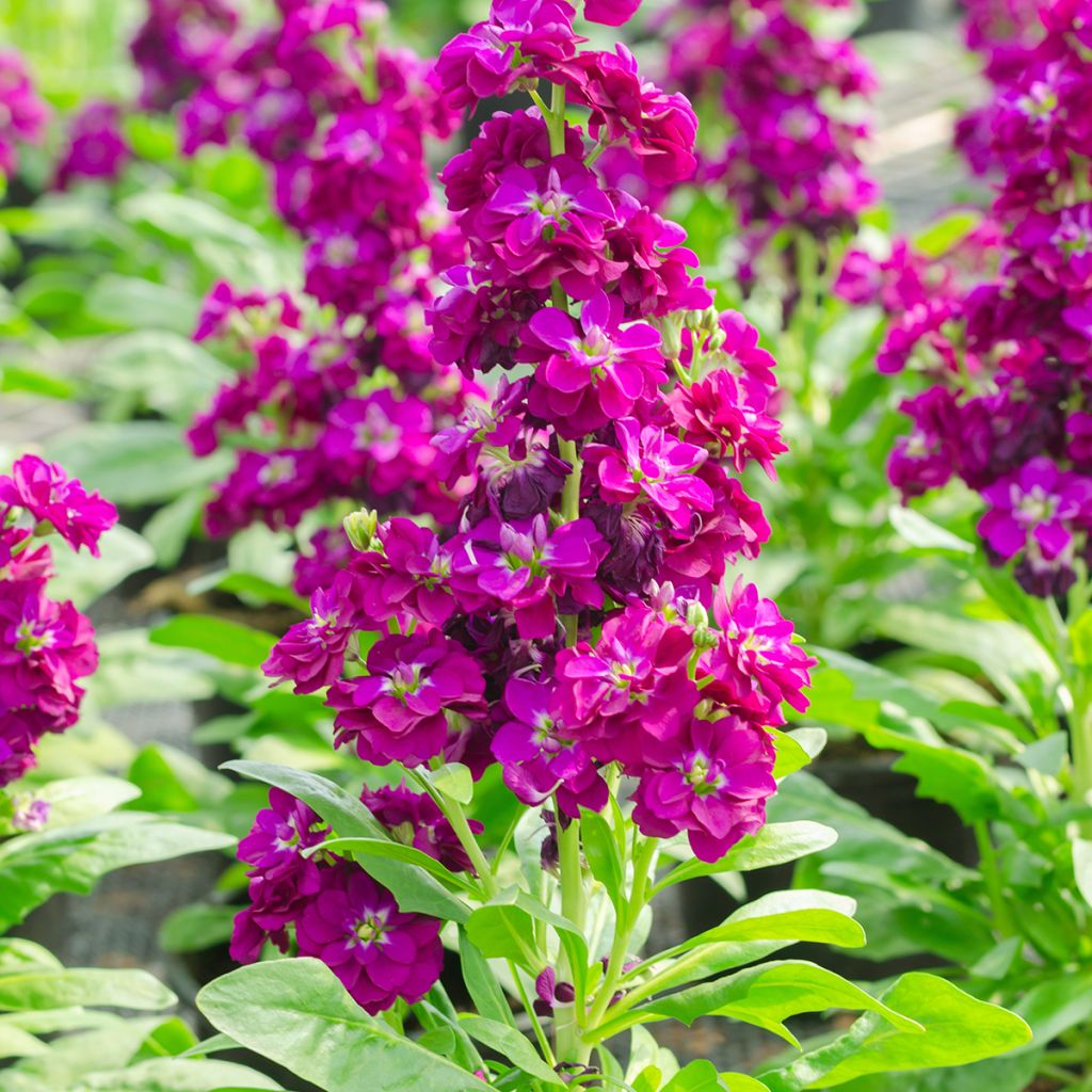 Matthiola incana