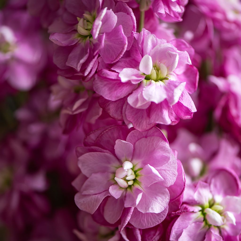 Matthiola incana