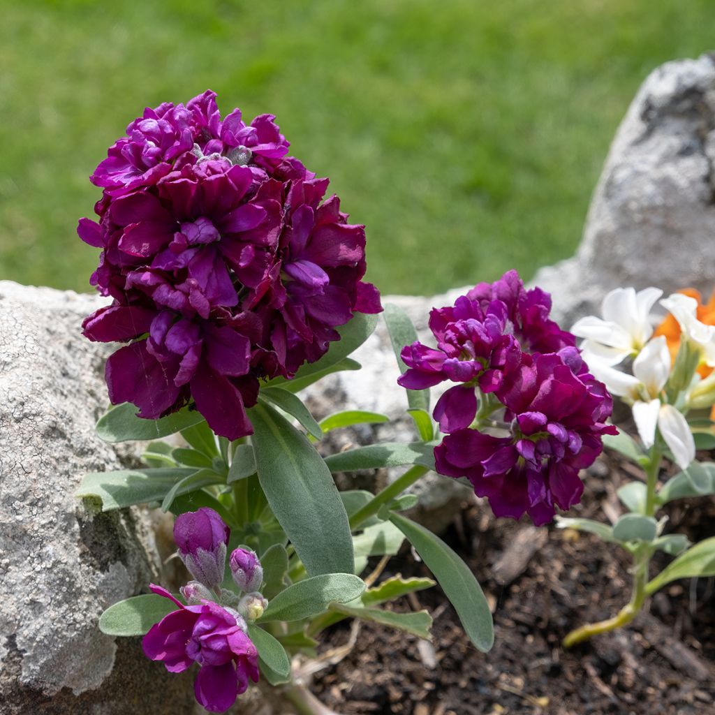 Matthiola incana