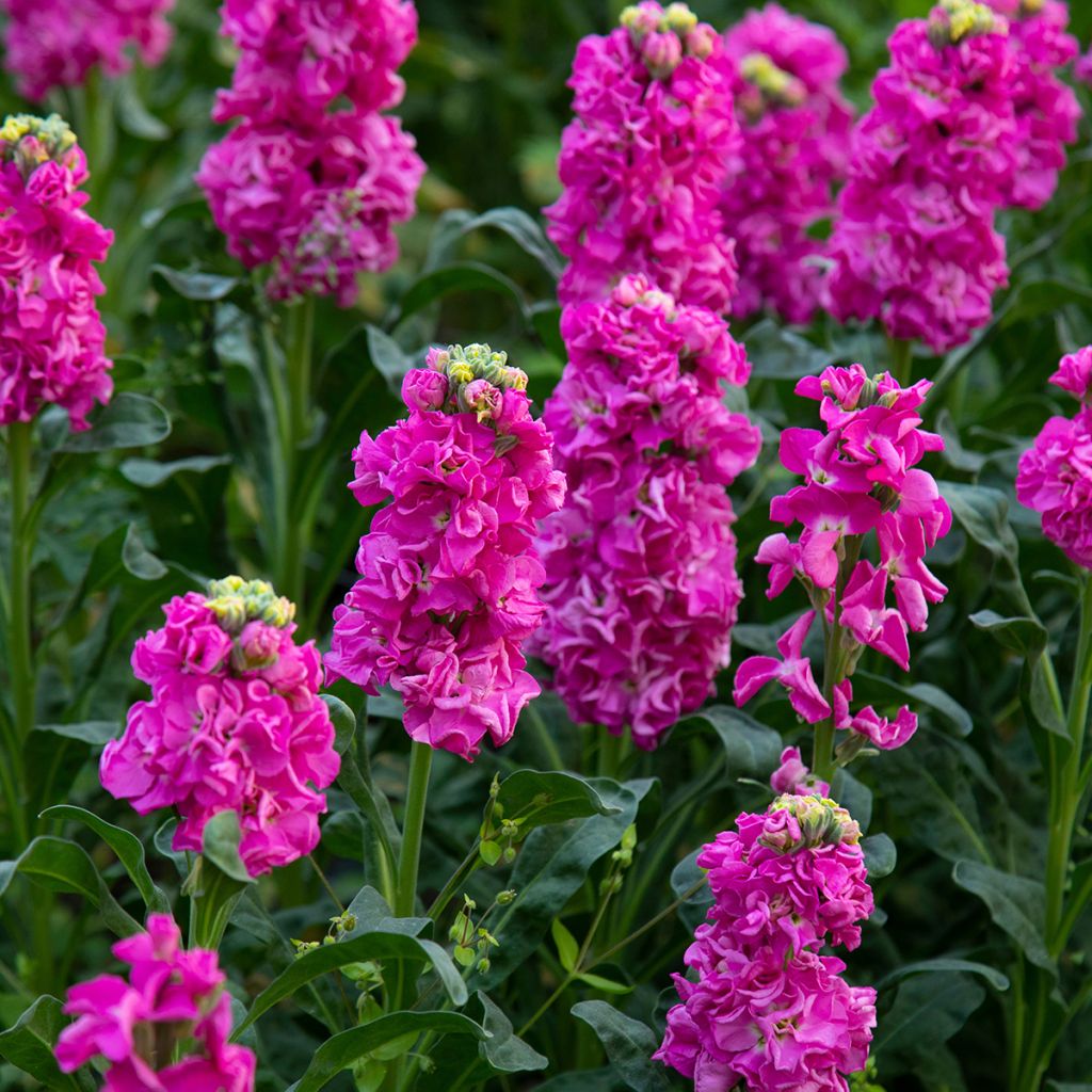 Matthiola incana